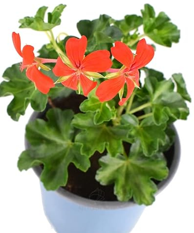 Geranio Hiedra o Murciana Natural La Planta Ideal para Adornar las Paredes de tu Jardín