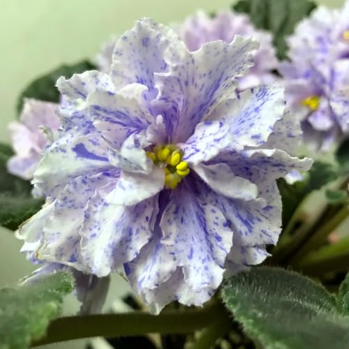 usambaraveilchen frühlingsblume kübelpflanzen wiesensaatgut 700samen