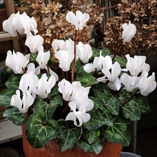 semi di ciclamino da appartamento rare, decorazione soggiorno di ciclamino to perenni, decorazione autunnale resistenti 90pcs
