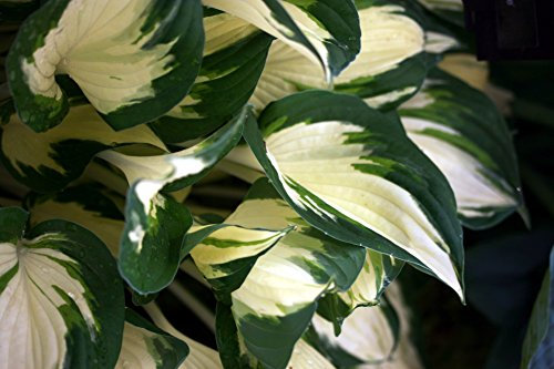 Westcountry Nurseries