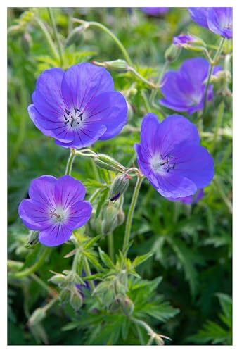 1 x Geranium pratense 'Johnson's Blue' (Winterhart/Stauden/Staude/Mehrjährig/Bodendecker) Storchenschnabel/Storchschnabel - Sehr Bienenfreundlich - intensiv leuchtendes Blau - von Stauden Gänge