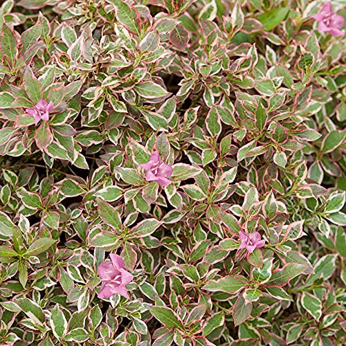 Weigela Monet - Old Fashioned Weigela - Hardy Flowering Outdoor Garden Shrub - Plant in Pot (9cm Pot, 15-30cm)