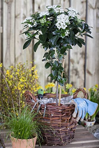 Viburnum tinus 50–60 cm – Immergrün, Mehrjährig, Pflegeleicht – Lorbeer-Schneeball – Heckenpflanze für Garten & Sichtschutz