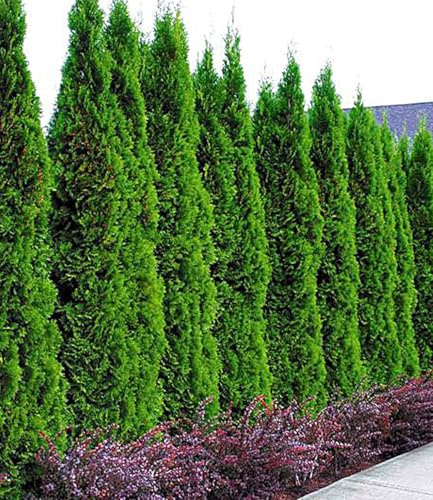 BALDUR Garten 5er Lebensbaum-Hecke 'Thuja Smaragd', Pflanzen im 9x9 cm-Topf | Thuja occidentalis Smaragd, winterhart, mehrjährig, immergrün, Sichtschutz, anspruchslos, Empfehlung 3 Pflanzen pro Meter