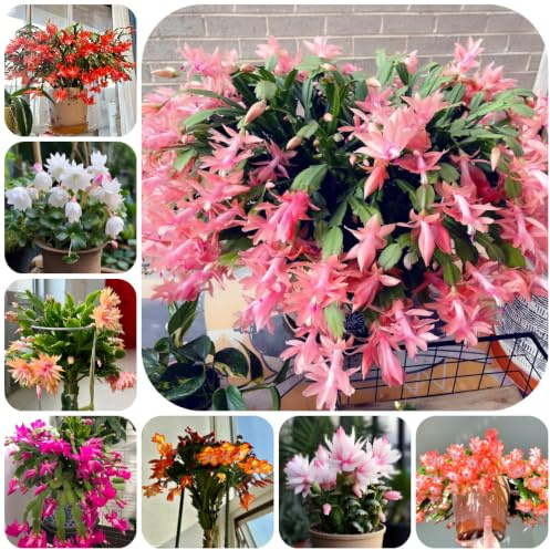 Cactus di Natale Decorazioni giardino per esterni l' rara 150semi