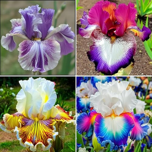Iris Winterhart - Iris Winterhart, tesori floreali per giardino e decorazione domestica-8Iris knolle-D