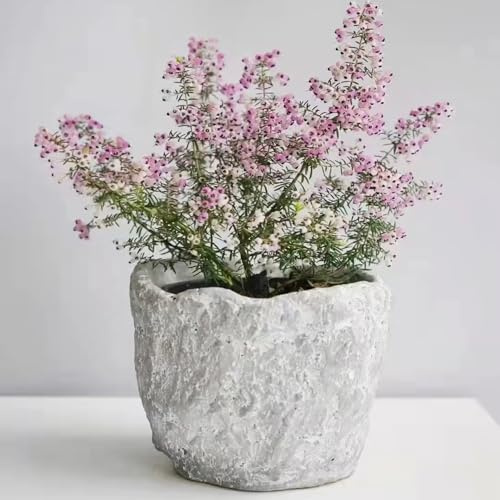 Heidekraut balkonpflanze blumenbeet balkon bonsai topf schmetterlingsflieder blumengarten exotische zimmerpflanzen blumendeko blumenstauden winterhart blumensaat frühblüher 350samen