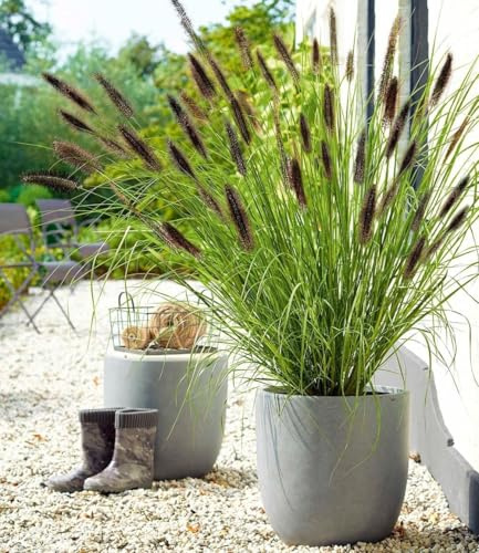 BALDUR Garten 3x Schwarzes Lampenputzergras, Pflanzen im 9x9 cm-Topf | Ziergras, winterharte Staude, trockenresistent, mehrjährig, Pennisetum alopecuroides var. viridescens, Federborstengras