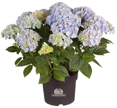 Hortensia Azul Natural Planta Perfecta para el Hogar