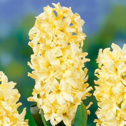 Hyazinthen Yellow Queen (15 bulbi), Collezione di giacinti profumati, 3 varietà/colori, Perenne, Bulbi di fiori resistenti al freddo provenienti dall'Olanda per giardino, vaso, vetro