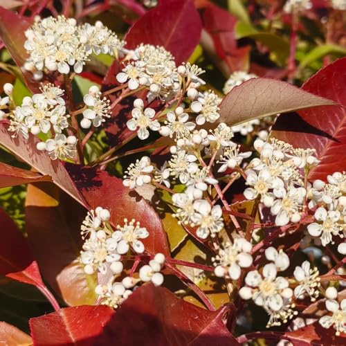 semi di fotinia rossa - giardino giardino roccioso serre balcone rara rampicante in vaso roccioso resistenti per il pieno sole 60pcs