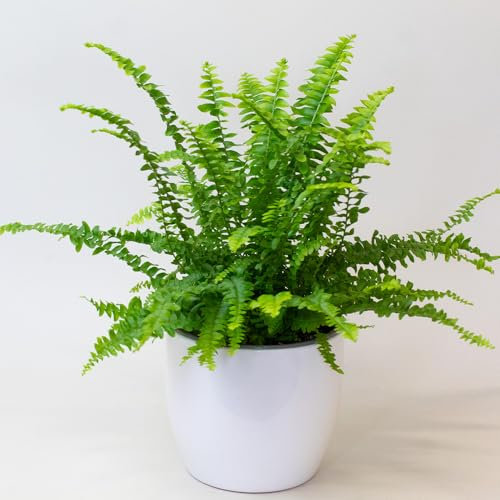 Boston Fern Indoor Plant - House Plants in 13cm Pot, Air Purifying Plants Indoor, Measuring 30-35cm Tall