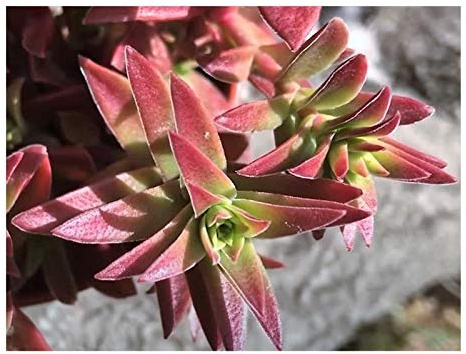 Pcs - 10x Crassula Capitella Succulent Plant Rosettenförmig Plants - Seed B1026 - Seeds & Plants Shop by Ipsa