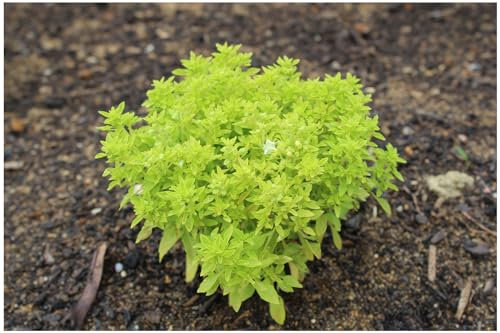 PREMIER SEEDS DIRECT - Organic HERB Basil Greek Round Seeds (800-Seeds)