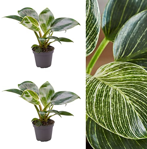 2 x Philodendron White Measure Plants in 6cm Pots - Easy to Maintain Indoor Plants