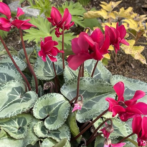 ciclamino - interni giardino di semi perenni giardino del balcone riverdimento tetti autunno resistenti semi 150pcs