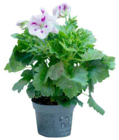 Verdecora Geranio Pensamiento | Geranio real | Pelargonio | Malvón pensamiento | Planta natural de exterior en maceta de Ø13cm | Perfecto para balcón, terraza y jardín