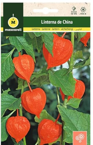 Mascarell Semillas, LITERNA DE CHINA, Semillas Flores Exterior para Decoración, 0,5 Gramos