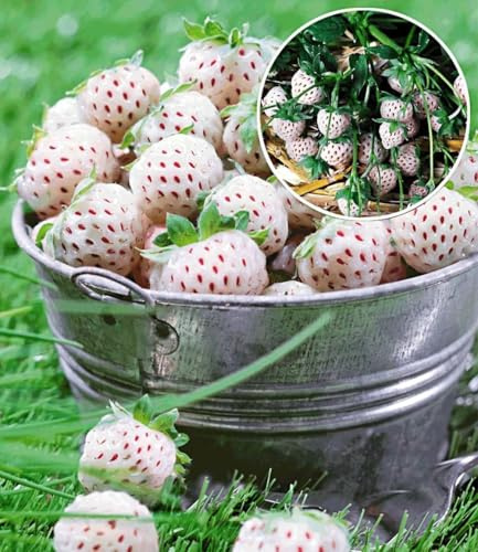 BALDUR Garten 4er Weiße Ananas-Erdbeere 'Natural White®', Pflanzen im Topf | 3x weiße Erdbeere & 1x rote Erdbeere Senga Sengana, winterhart, pflegeleicht, blühend, Fragaria x ananassa