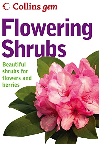 Collins Gem – Flowering Shrubs