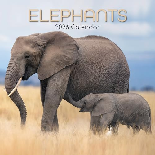TGSC | Elefanter 2026 kalender 16 månader (sept 2025-dec 2026) Familj fyrkantig väggkalender 2026 UK | Planerare med stort rutnät för hem- eller kontorsorganisation - djur 2026/2025 kalender