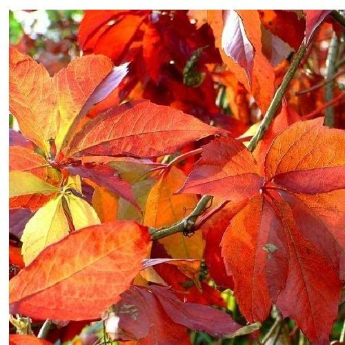 Parra virgen autotrepadora 'Engelmannii' (Parthenocissus quinquefolia 'Engelmannii') - Roja y resistente - Maceta de 1,5 litros | ClematisOnline - Plantas y Flores Trepadoras