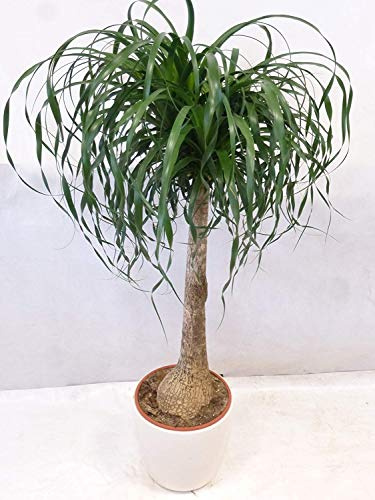 [Palmenlager] XL Nolina beaucarnea Elefantenfuß 100 cm // Zimmerpflanze