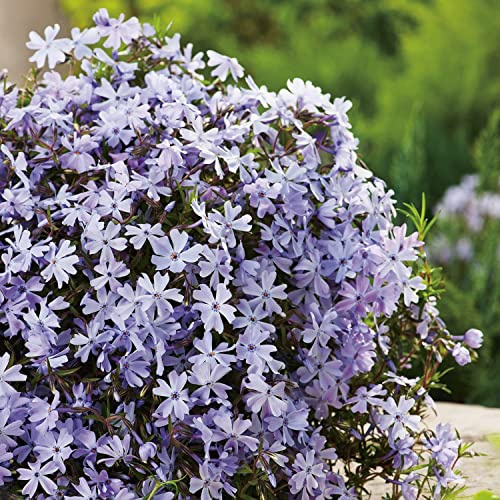 GARTEN SCHLÜTER® Blaue Staude Polsterphlox -phlox subulata- Bodendecker | Blaue Blüten immergrün winterhart mehrjährig pflegeleicht