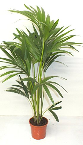 Blumen-Senf Kentia Palme 110-120 cm Howea forsteriana