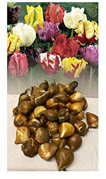 50 Mixed Parrot Tulip Bulbs Stunning Colours Late Spring Hardy Garden Perennial : - by GARTHWAITE NURSERIES® : - UK Stockist