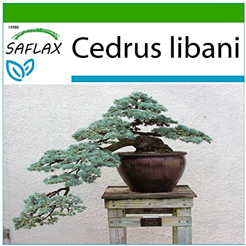 SAFLAX - Bonsai - Libanon Zeder - 20 Samen - Mit keimfreiem Anzuchtsubstrat - Cedrus libani