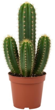 Mini Cactus DECOALIVE Planta Natural Perfecta para Añadir Vida a tu Zona de Ordenador