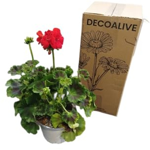Geranio Rojo en Maceta DECOALIVE – Planta Natural con Flores Vibrantes – Perfecta para Balcones