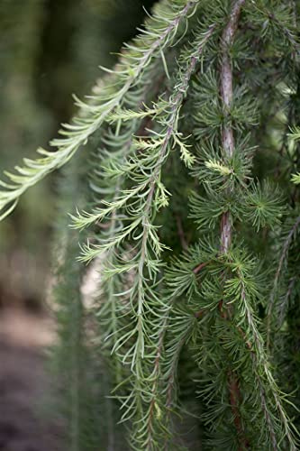 Japanische Hänge-Lärche Larix kaempferi Stiff Weeper 80 cm winterhart | Malerischer Wuchs, hängende Zweige, sommergrün, für sonnige Standorte, ideal als Blickfang im Vorgarten