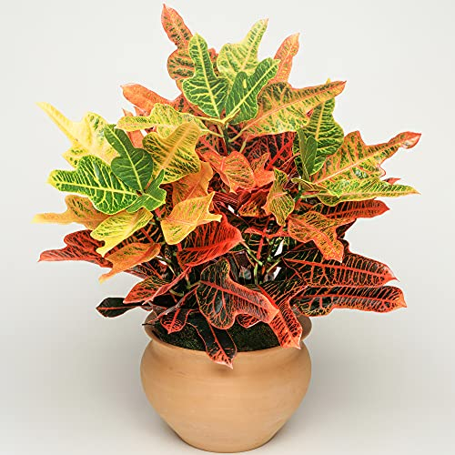 Codiaeum Excellent | 35-45 cm Wunderstrauch im Topf | Zimmerpflanze als Geschenk