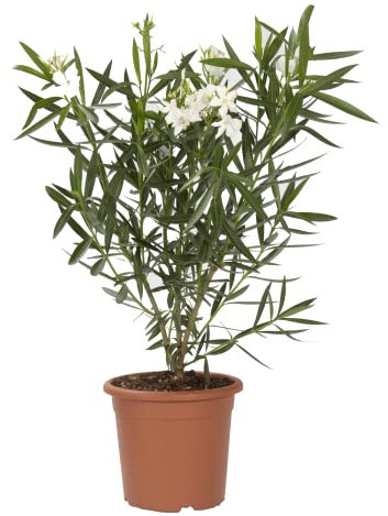 KENTIS - Set di Nerium Oleander Bianco - Oleandro - Piante Vere da Esterno Resistenti - H 40-50cm Vaso Ø 18 cm