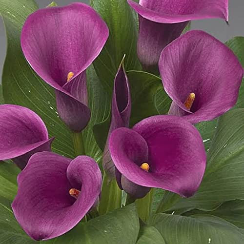 schone Zantedeschia – Pastel Pretty Blooms – Summer Flowering Bulb – Perennial – for Your Beautiful Garden (1 x Zantedeschia Violet)