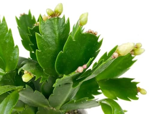 Cactus de Navidad Schlumbergera Planta Resistente