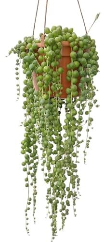 Senecio String of Pearls Colgante Planta Suculenta para la Decoración Natural del Hogar