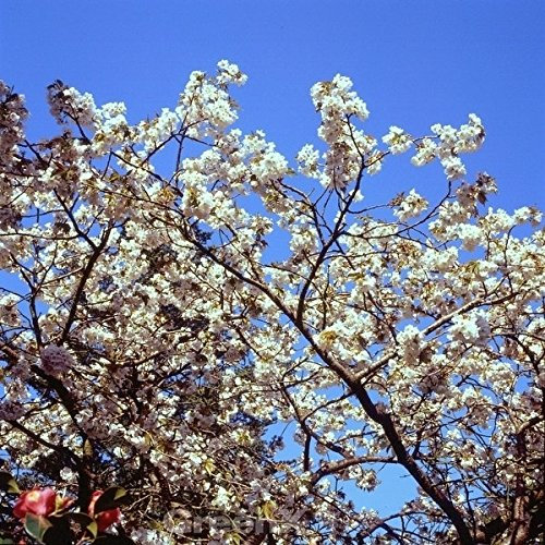 Japanische Blütenkirsche Tai Haku 80-100cm - Prunus serrulata - lebende Gartenpflanze aus den Baumschulen