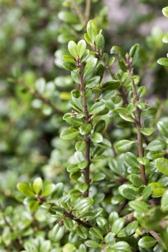 Japanische Stechpalme Ilex crenata Fructu Luteo 20-25 cm winterhart