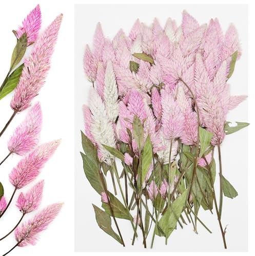 Cayway 60 Pz Fiori Secchi per Resina, Rosa Naturali Pressati Fiori Pressati Secchi, Fiori Secchi Naturali per Candele Fai Da Te Gioielli Resina Partecipazion