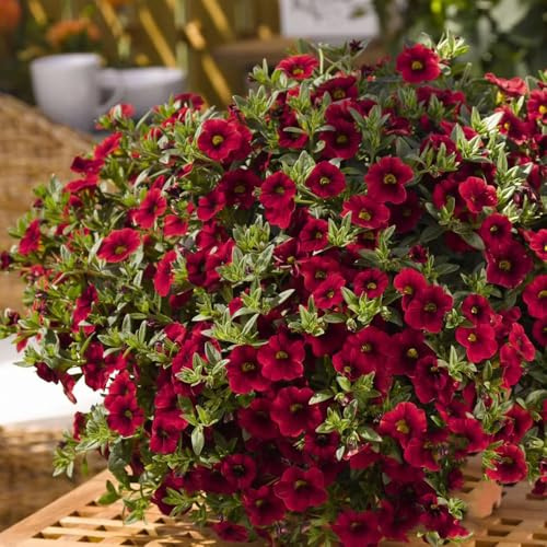 Calibrachoa - campana mágica decorativas de bonsái semillas de perennes resistentes trepadora reales interior exóticas silvestres balcón 2000pcs
