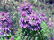 beebalm, Zitronen-Monarde FLOWER, 1105 Samen