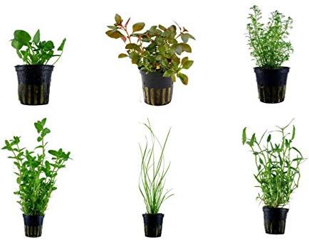 Tropica Hintergrund Set mit 6 Topf Pflanzen Aquariumpflanzenset Nr.35 Wasserpflanzen Aquarium Aquariumpflanzen