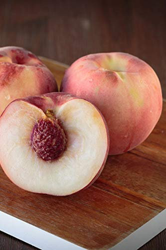 albero di Pesco noce Snow Queen pianta di pesca noce già innestata varietà Snow Queen già Età 2 anni pianta da frutto di pesche noci pianta vera di pesca noce venduta da eGarden.store