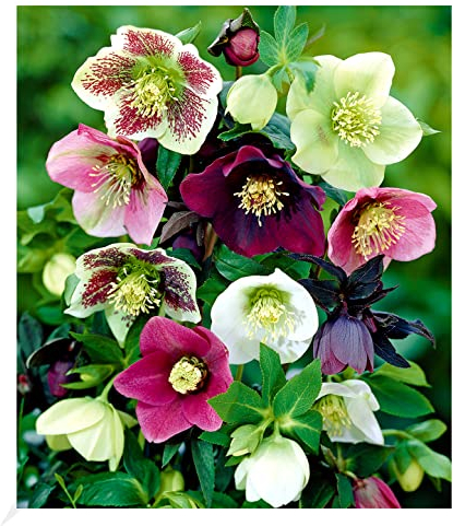 BALDUR Garten Christrosen-Mix Winter Dreams,3 Knollen, Blumenzwiebeln, winterharte Stauden, mehrjährig, für Standort im Schatten geeignet, blühend, Helleborus