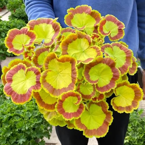 Geranien, blumensamen balkonpflanzen bodendecker geschenke für gärtner zimmerpflanzen exotische für sonnige plätze bio wildblumensamen wohnzimmer deko stauden winterhart 700Samen