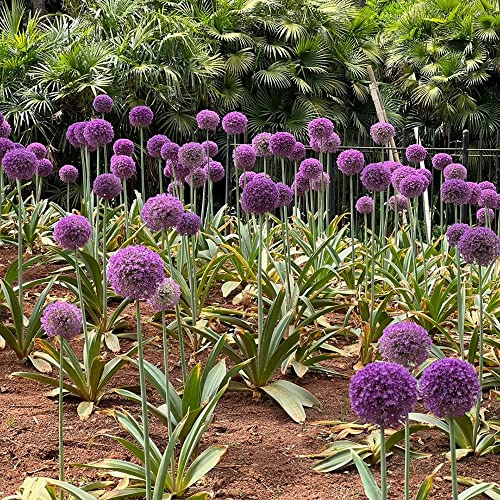 allium riesenlauch 6zwiebeln zierlauch x gartenpflanze Wunderschön