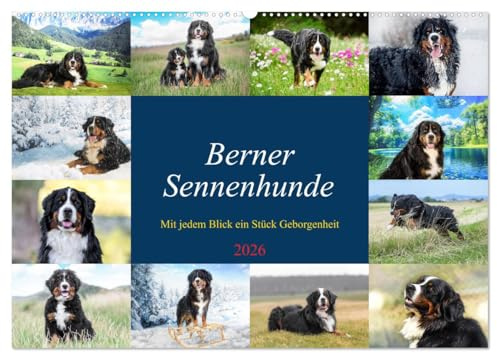 Berner Sennenhunde - Mit jedem Blick ein Stück Geborgenheit (Wandkalender 2026 DIN A2 quer), CALVENDO Monatskalender: Bilder die Herz und Seele berühren (CALVENDO Tiere)